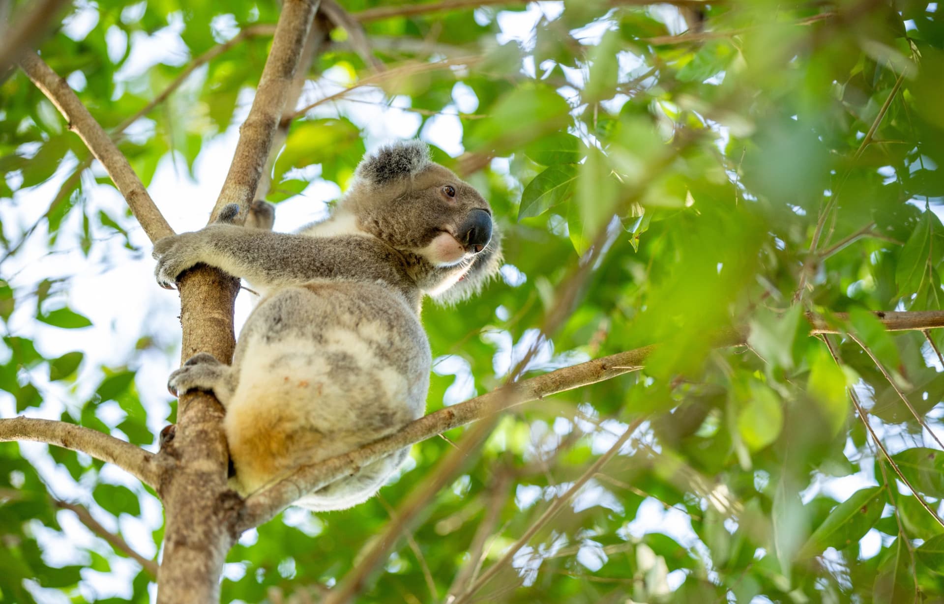Gold Coast Full-Day Tour From Brisbane - image 9
